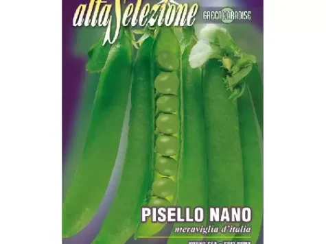 As - Mazăre pitică meraviglia d'italia - imagine 1