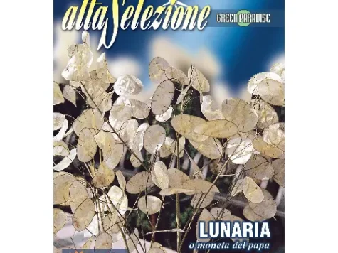 As - Pana zburătorului moneda papei - imagine 1
