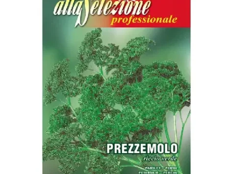 As - Pătrunjel de frunze riccio verde - imagine 1