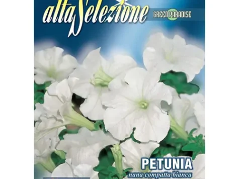 As - Petunia pitica compacta alba - imagine 1