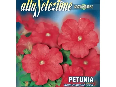 As - Petunia pitica compacta roșie - imagine 1
