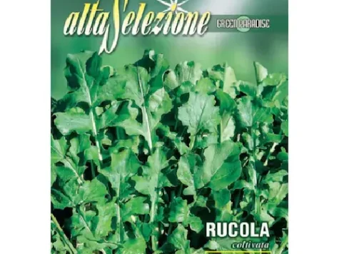 As - Rucola coltivata - imagine 1