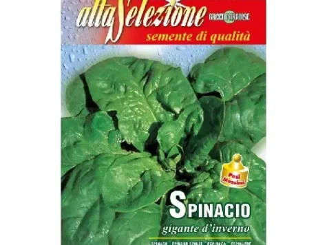 As - Spanac gigante d'inverno - imagine 1