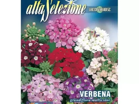 As - Urzicuța floare mare multicolor - imagine 1