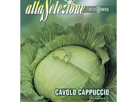 As - Varză albă de căpățână brunswick - imagine 1