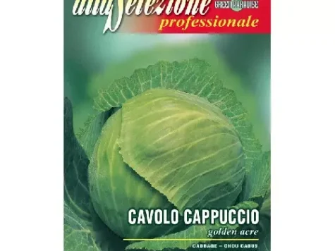 As - Varză albă de căpățână golden acre - imagine 1