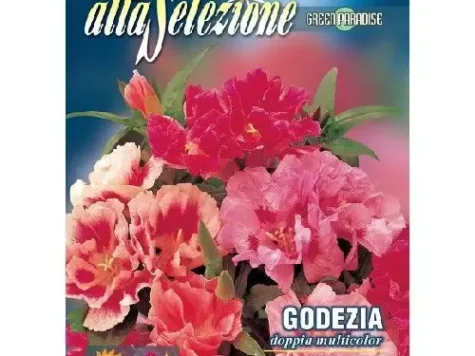 As - azalee godezia dubla multicolora - imagine 1