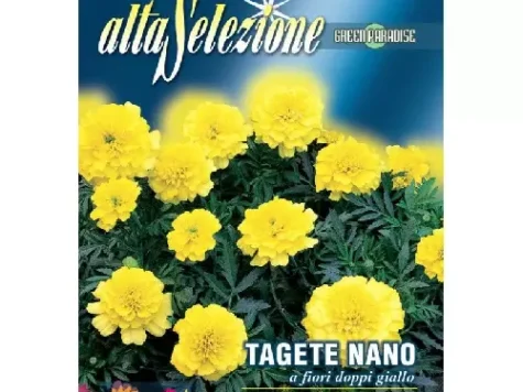 As flori - crăițe pitice flori duble galbene plic 1.5 g - imagine 1