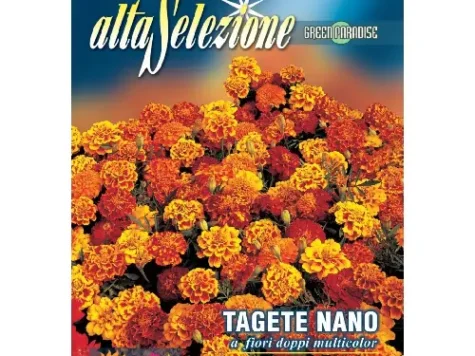 As flori - crăițe pitice flori duble portocalii plic 1.5 g - imagine 1