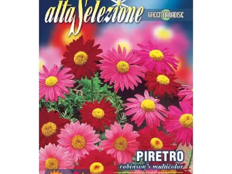 As flori - piretro robinson's multicolor, plic 0.4 gr - imagine 1