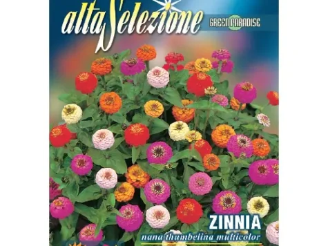 As flori - zinnia cactus multicolor plic 2 g - imagine 1