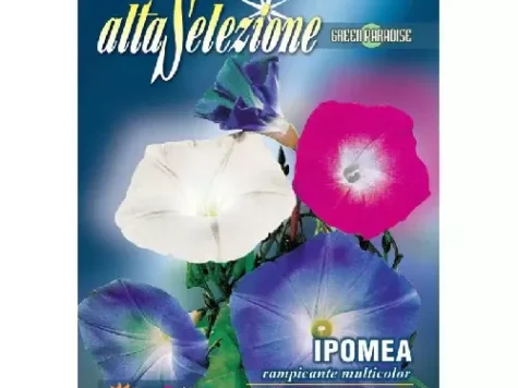 As flori - zorele urcatoare multicolor plic 4 g - imagine 1