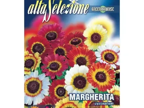 As - margareta carinatum multicolor - imagine 1