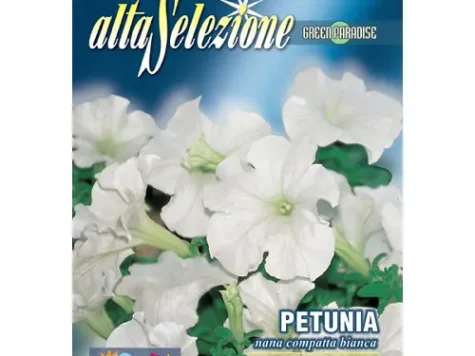 As petunia nana pitica compacta alba - imagine 1