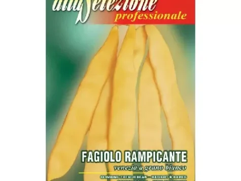 As professionale fasole urcătoare venezia a grano bianco 50gr - imagine 1
