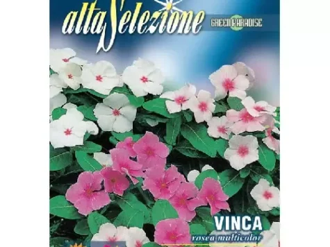 As - vinca pitica rosea multicolor - imagine 1