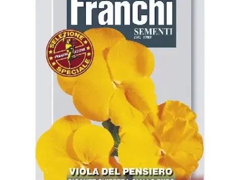 As - viola gigante elvețiene galbene - imagine 1