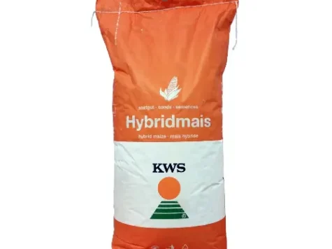 Boabe de porumb Donjuan initio 50MB - imagine 1