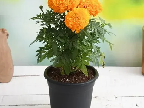 Crăițe  - Ghiveci P10.5 - imagine 1