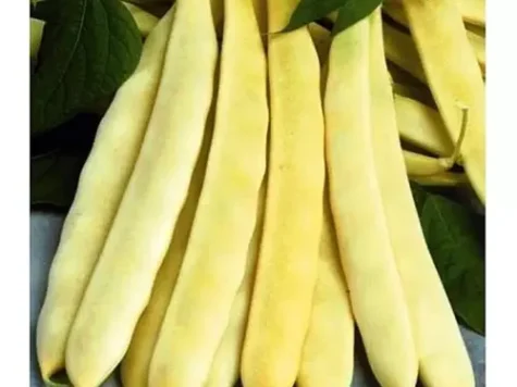 Fasole aurie de Bacau - imagine 1