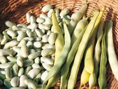 Fasole oloaga Canellino, per kg, ambalare sac 25 kg - imagine 1