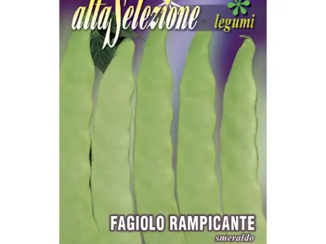 Fasole urcătoare Smeraldo - imagine 1