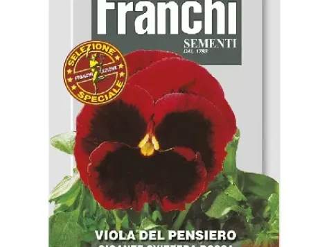 Fs - Panseluțe gigantice elvețiene roșii - imagine 1