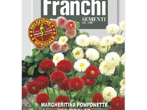 Fs - Semințe Bănuțel pompon - imagine 1