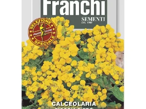 Fs - Semințe Calceolaria ploaia de aur - imagine 1
