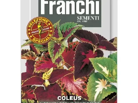 Fs - Semințe Coleus - imagine 1