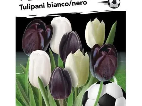 Semințe Lalele albe si negre - imagine 1