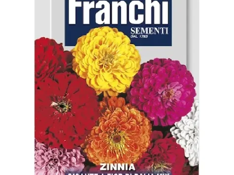 Fs cârciumăreasa gigantică flori de dalie - imagine 1