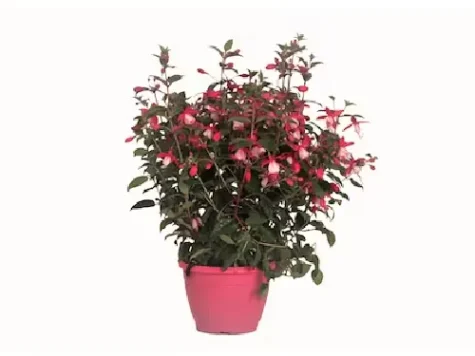 Fucsia p17 h30 gr - imagine 1