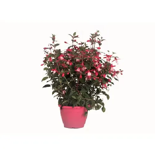 Fuchsia curgatoare f20
