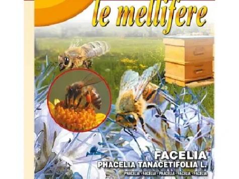 Golden line - facelia, cutie 500 gr - imagine 1