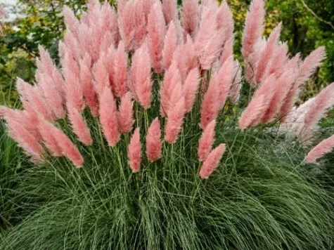 Grass - pampas pink - imagine 1