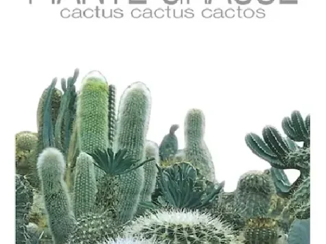Le insolite - plante de cactus plic 0.5 gr - imagine 1