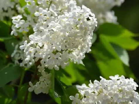 Liliac balot, soi alb - imagine 1