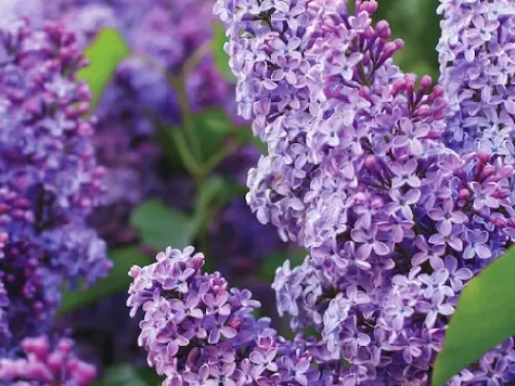 Liliac balot, soi mov - imagine 1