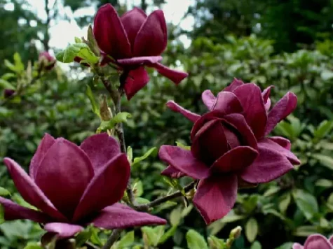 Magnolia genie p23 50-60 cm - imagine 1