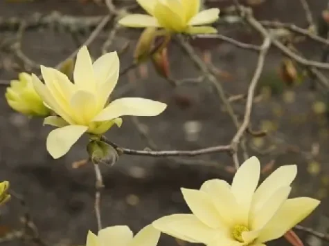 Magnolia gold star 125/150 - imagine 1