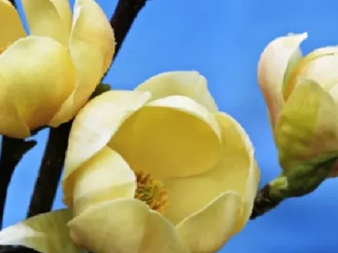 Magnolia honey tulip c12 150-175 ol replantat - imagine 1