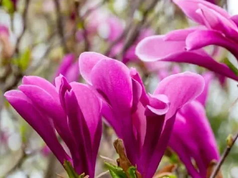 Magnolia susan dark pink - 20l 60-80 cm - imagine 1