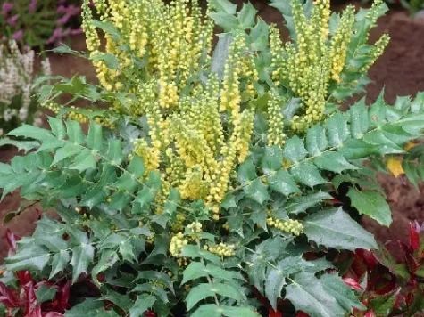 Mahonia media charity p22 40-50 cm - imagine 1