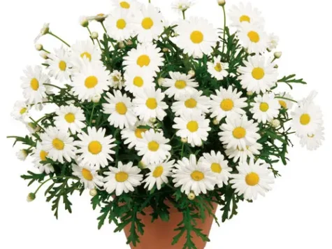 Margareta - argyrantenum p15 gr - imagine 1