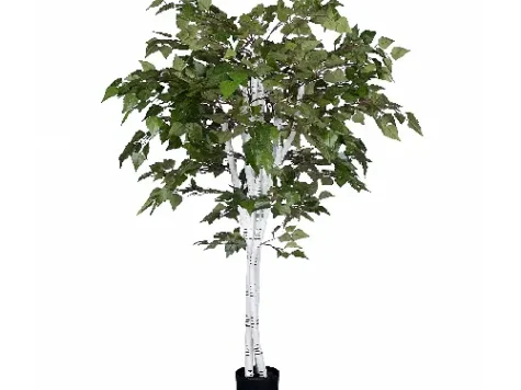 Mesteacan puiet balot pamant 100-150 cm - imagine 1