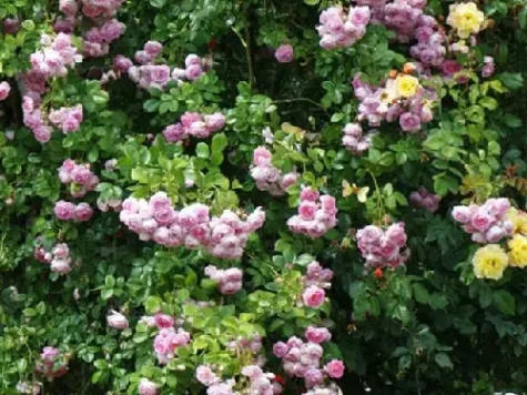 Mini trandafir - rosa (8*) - imagine 1