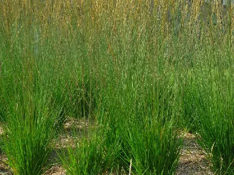 Molinia caerulea heidebraut p17 substrat - sq - imagine 1