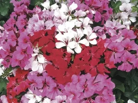 Muscata curgatoare - pelargonium peltatum p13 gr - imagine 1