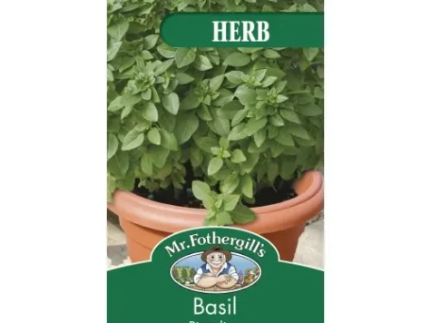 Ocimum basilicum piccolino am - imagine 1
